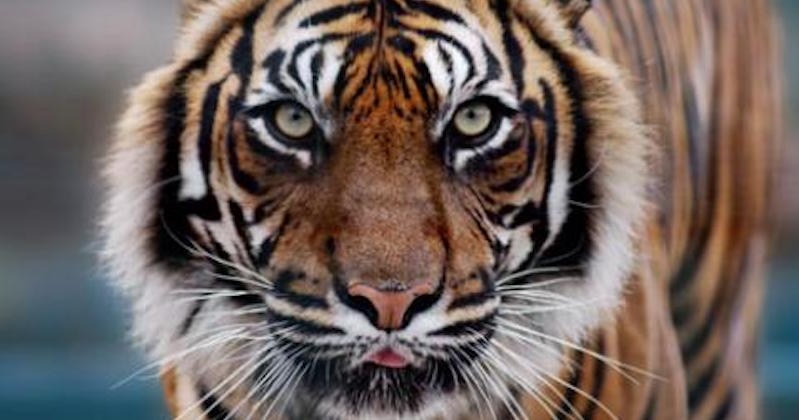 amira nurul recommends Tiger Eats Man Alive