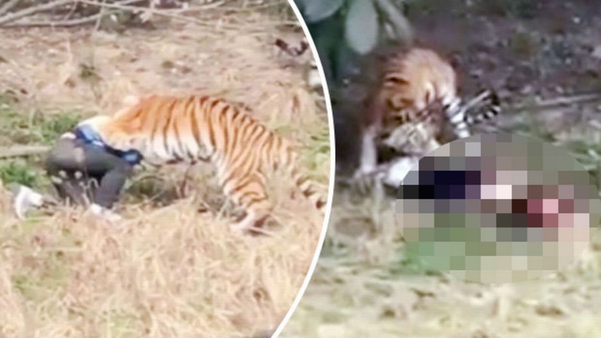 Tiger Eats Man Alive pics results
