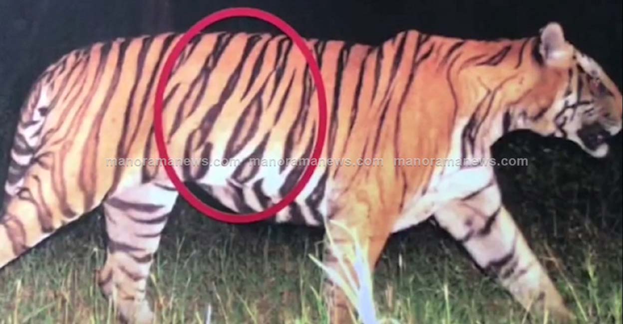 adrian adub walker recommends tiger eats man alive pic