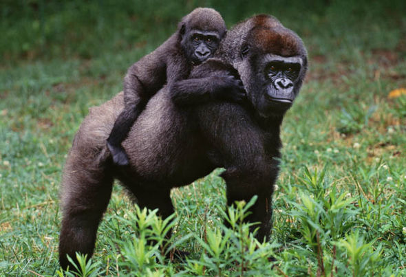 adam bransfield add photo woman sex with gorilla