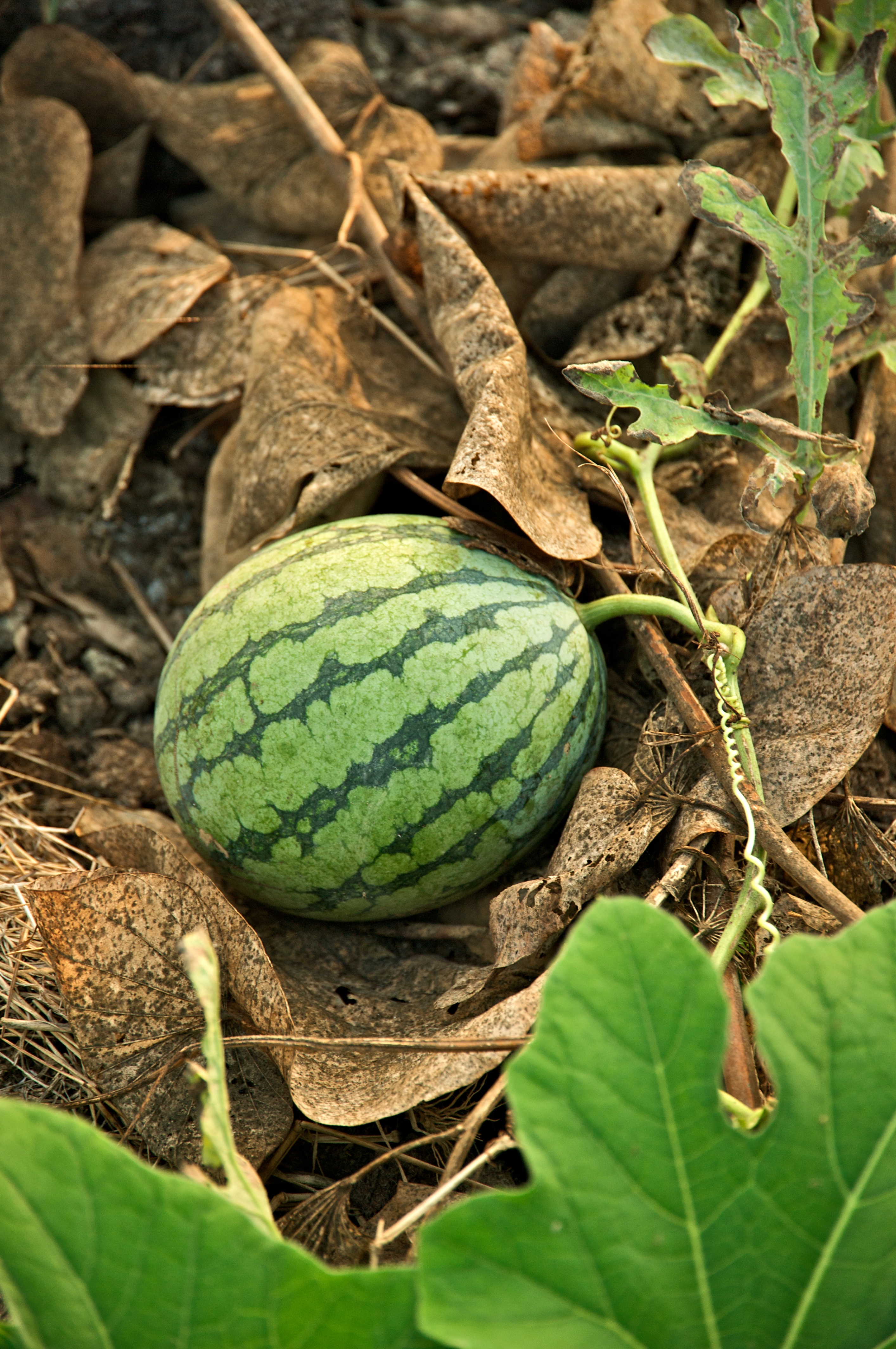 akbar panjwani add young ripe melons 2 photo